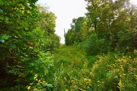 Crawford County Land for Sale - image 4