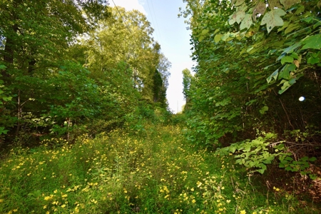 Crawford County Land for Sale - image 3