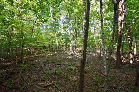 Crawford County Land for Sale - image 7