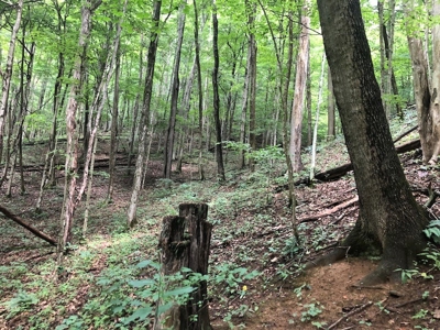 Land for Sale in Saltville VA - image 6