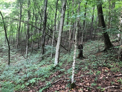Land for Sale in Saltville VA - image 4