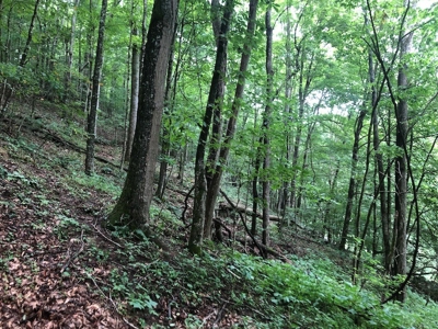Land for Sale in Saltville VA - image 1