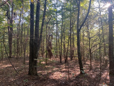 Land For Sale In Tn, 5 Acres+/-, Camper Or Rv Welcome - image 10