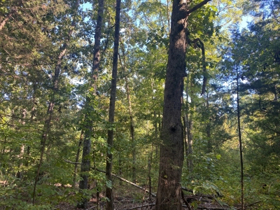 Land For Sale In Tn, 5 Acres+/-, Camper Or Rv Welcome - image 5