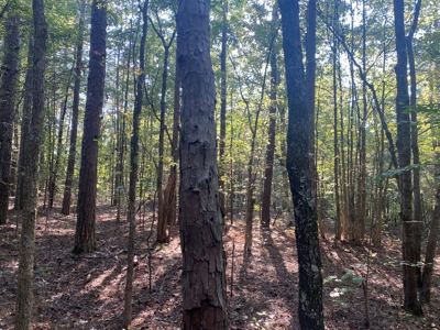 Land For Sale In Tn, 5 Acres+/-, Camper Or Rv Welcome - image 16