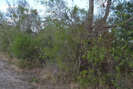 Cleared Land in Devine, Texas - image 4