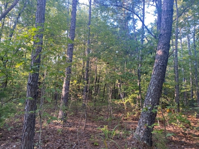 Land For Sale In Tn, 7 Acres+/-, Corner Frontage - image 21