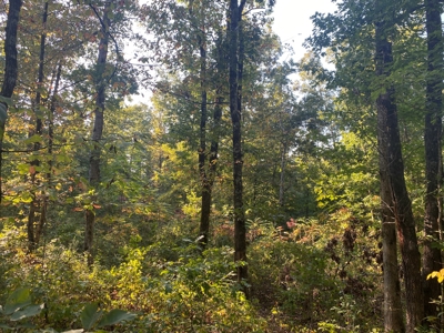 Land For Sale In Tn, 6.2 Acres+/-, Private Setting - image 7