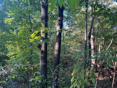 Land For Sale In Tn, 6.2 Acres+/-, Private Setting - image 10