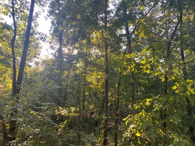 Land For Sale In Tn, 6.2 Acres+/-, Private Setting - image 9