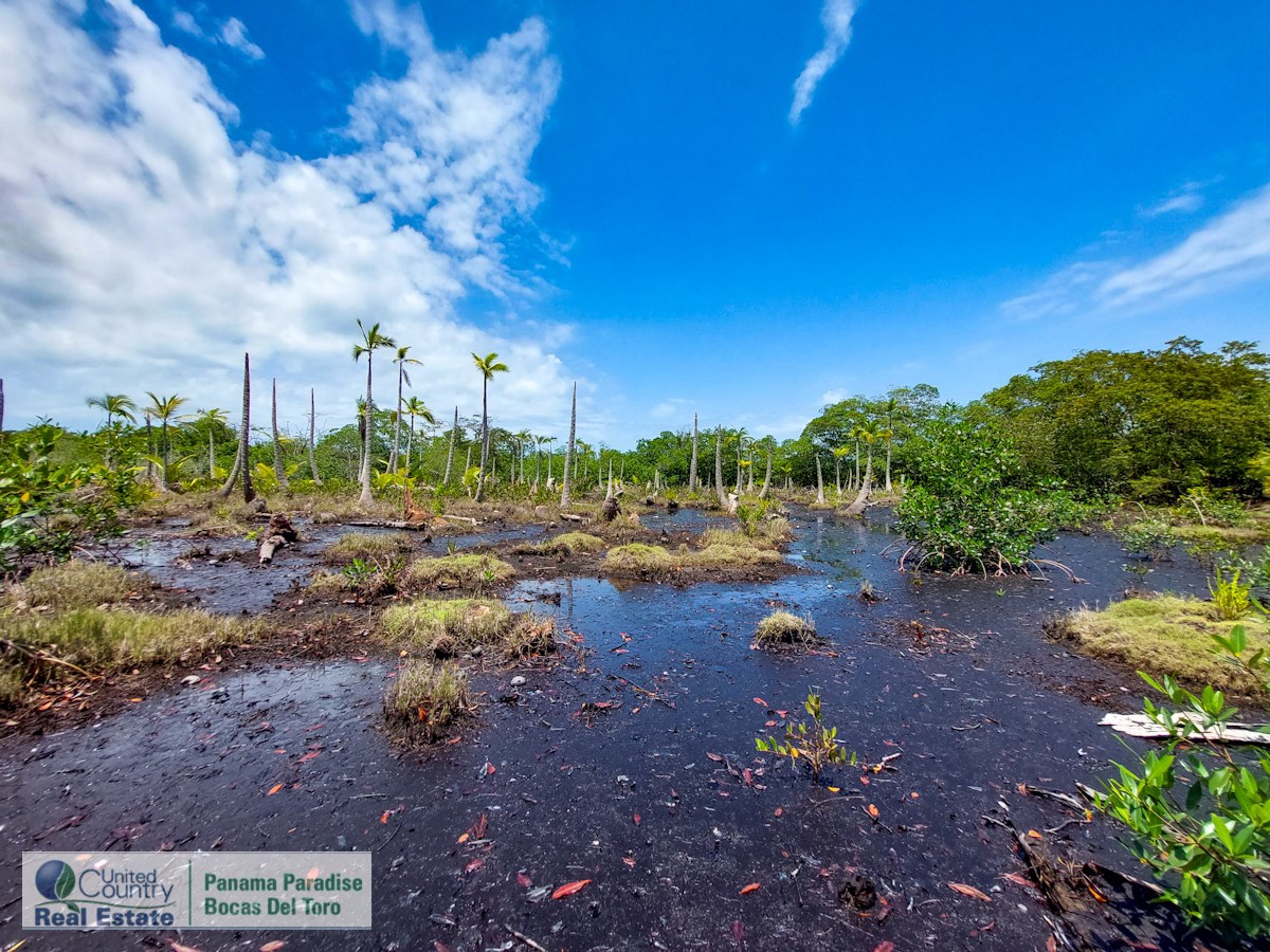 Waterfront Land, 2,400 m² Near Starfish Beach — Isla Colón - 5
