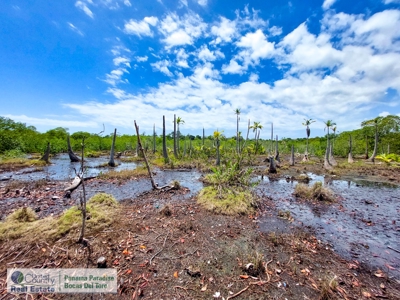 Waterfront Land near Starfish Beach, Bocas del Toro, Panama - image 6