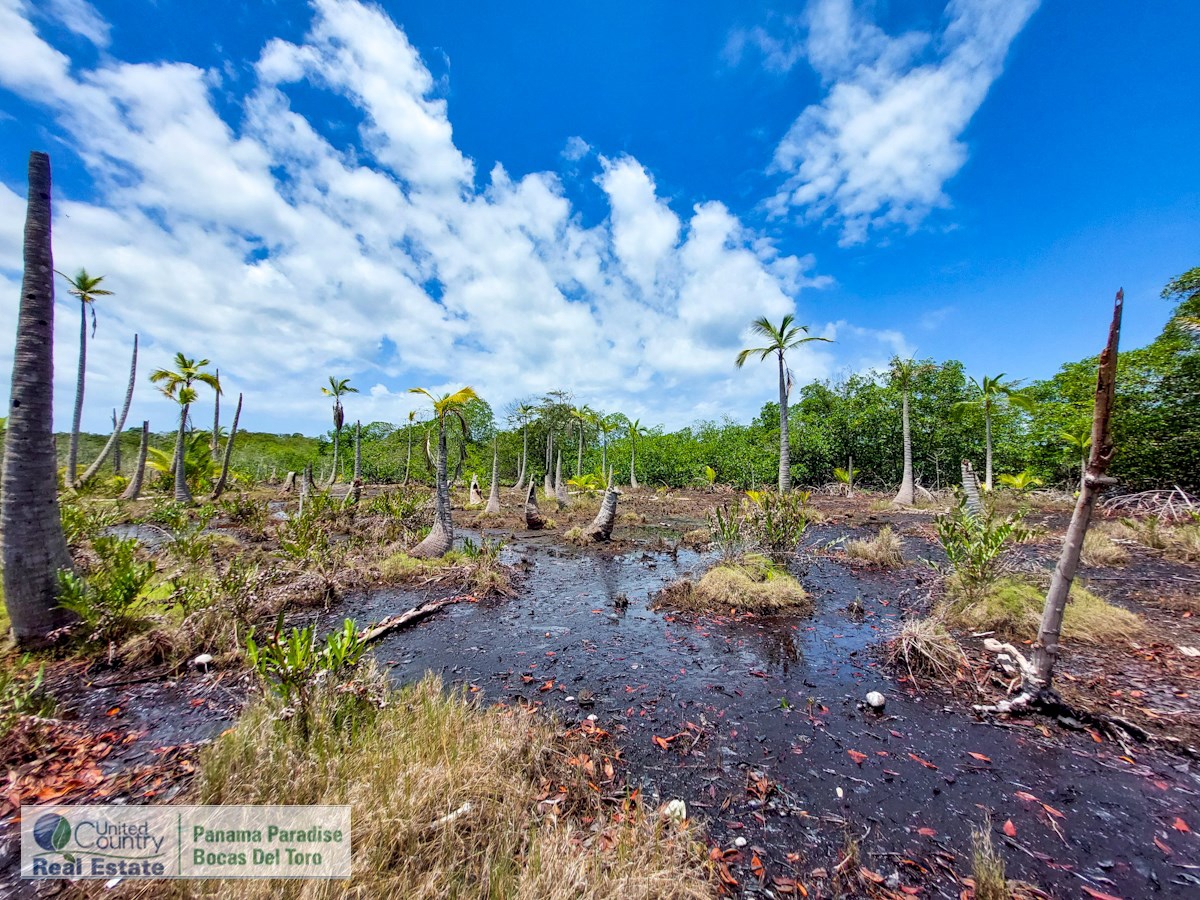 Waterfront Land, 2,400 m² Near Starfish Beach — Isla Colón - 4