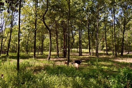 Build Your Dream Home on This Serene Warrick County Land - image 16