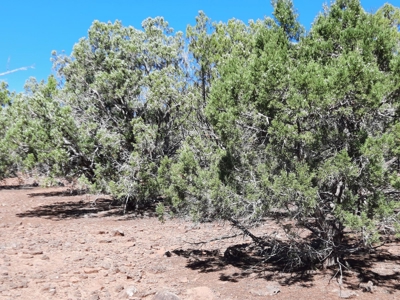 Big Off Grid Northern Az Mountain Property. - image 3