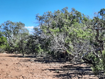 Big Off Grid Northern Az Mountain Property. - image 6