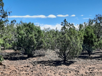 Big Off Grid Northern Az Mountain Property. - image 4