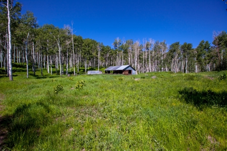 Hunting and Recreational Property on 76 Acres in CO with Cabin, Pond in Unit 12 - image 28