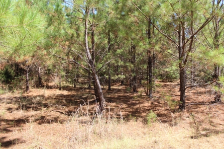 Hunting and Timberland For Sale Simpson County Mississippi - image 27