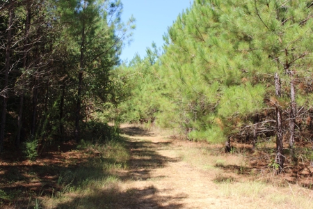 Hunting and Timberland For Sale Simpson County Mississippi - image 26