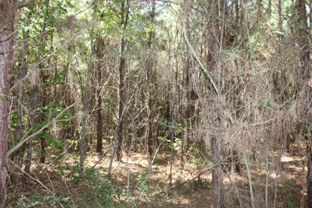 Hunting and Timberland For Sale Simpson County Mississippi - image 22