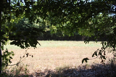 Hunting and Timberland For Sale Simpson County Mississippi - image 24