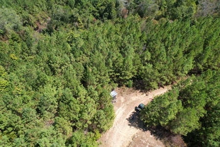 Hunting and Timberland For Sale Simpson County Mississippi - image 3
