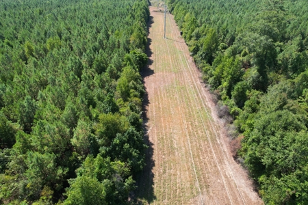 Hunting and Timberland For Sale Simpson County Mississippi - image 5