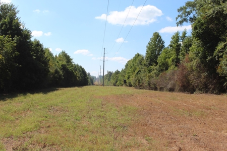 Hunting and Timberland For Sale Simpson County Mississippi - image 14
