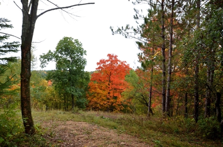 Sweet Cabin, Well Cared For, 44.8 Acres the Driftless Region - image 25