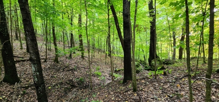 Sweet Cabin, Well Cared For, 44.8 Acres the Driftless Region - image 46