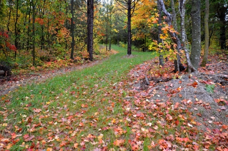 Sweet Cabin, Well Cared For, 44.8 Acres the Driftless Region - image 8