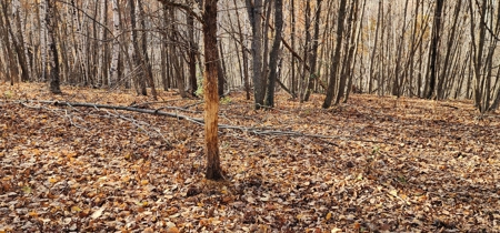 Sweet Cabin, Well Cared For, 44.8 Acres the Driftless Region - image 49