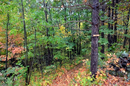 Sweet Cabin, Well Cared For, 44.8 Acres the Driftless Region - image 5
