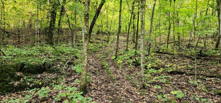 Sweet Cabin, Well Cared For, 44.8 Acres the Driftless Region - image 42