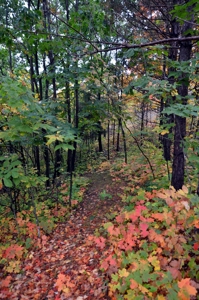 Sweet Cabin, Well Cared For, 44.8 Acres the Driftless Region - image 6
