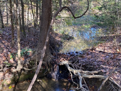 Vacant Land in Mountain Grove, Missouri - image 4