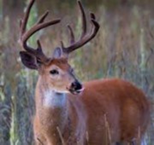 325 Acres Peace River Recreational Property! - image 2