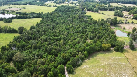 East Texas Hunting and Homesite Property - image 2