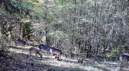 East Texas Hunting and Homesite Property - image 5