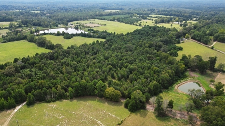 East Texas Hunting and Homesite Property - image 3