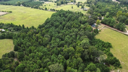 East Texas Hunting and Homesite Property - image 6