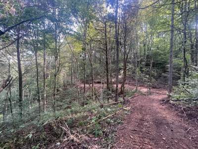 5.6 acre lot for sale near Dale Hollow Lake, Burkesville, Ky - image 16