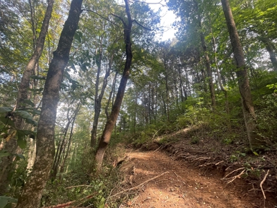 5.6 acre lot for sale near Dale Hollow Lake, Burkesville, Ky - image 21