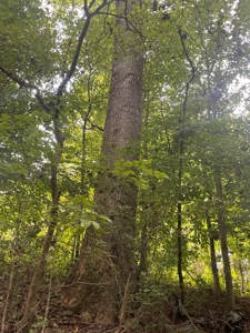 5.6 acre lot for sale near Dale Hollow Lake, Burkesville, Ky - image 32