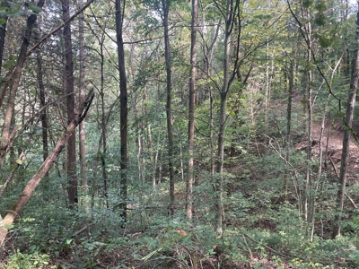 5.6 acre lot for sale near Dale Hollow Lake, Burkesville, Ky - image 17