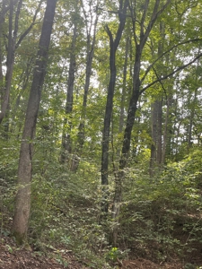 5.6 acre lot for sale near Dale Hollow Lake, Burkesville, Ky - image 28