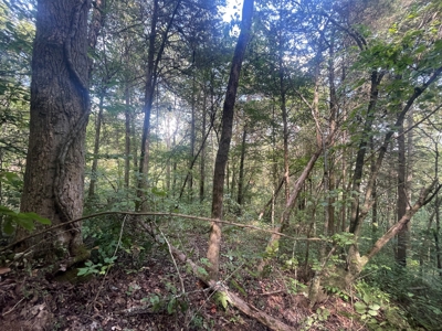 5.6 acre lot for sale near Dale Hollow Lake, Burkesville, Ky - image 18