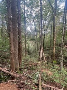 5.6 acre lot for sale near Dale Hollow Lake, Burkesville, Ky - image 29
