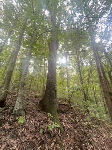 5.6 acre lot for sale near Dale Hollow Lake, Burkesville, Ky - image 27